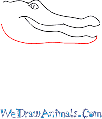 How about another lesson on an animal that is said to be one of the oldest living reptiles in existence. How To Draw An Alligator Face