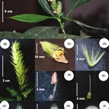 Image result for Agelanthus patelii