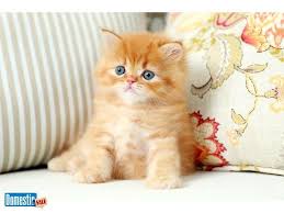 Over a month ago los angeles, ca cats for sale or adoption offered cfa registered chinchilla golden persian kittens. Persian Cats For Sale Los Angeles Ca 330066 Petzlover