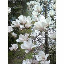 Magnolia Fyllobola Alba Superba Magnolia Flower Small Trees For Garden White Flowers