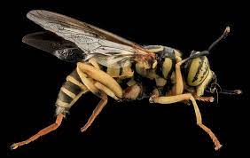 Baldfaced hornet control & removal. Bee Control Columbus Oh Bws Hive Removal Damage Repair