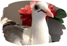 Its rescue drew a crowd of. About Us Great Lakes Pigeon Rescue