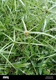 Image result for Kyllinga erecta