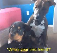 How Do Dogs Choose Friends Cuteness