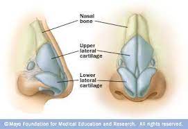 Locations Of The Nasal Bone And Cartilage Nose Shapes Nose Nose Structure