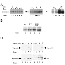Both cause sores along with a few other symptoms. Herpes Simplex Virus Type 1 Infection Stimulates P38 C Jun N Terminal Mitogen Activated Protein Kinase Pathways And Activates Transcription Factor Ap 1 Journal Of Biological Chemistry
