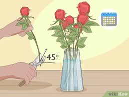 The flowers have had the benefit of cool night air and morning dew. 3 Ways To Revive Roses Wikihow