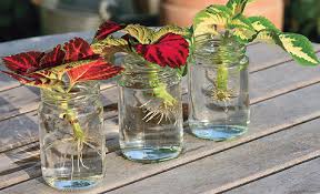 How often should i water yucca cuttings? Starting Cuttings In Water Not Such A Good Idea Laidback Gardener