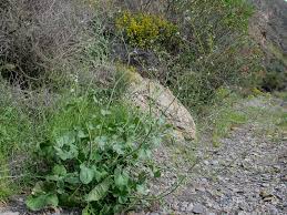 Image result for Crambe hispanica