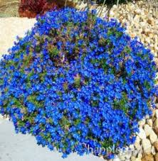 Creeping, woolly, lemon thyme, and hyssop thyme are just three of 300 varieties of thyme that exist. Us 2 18 500 Pcs Creeping Thyme Bonsai Or Blue Rock Cress Plant Perennial Ground Cover Flower Flores Natural Growth For Home Garden M Deargogo Com