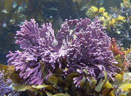 Image result for Amphicarpaea africana