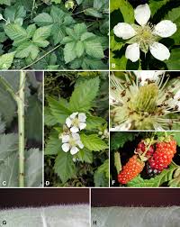 Image result for Rubus adolfi-friederici