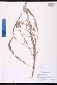 Image result for Sesbania sericea