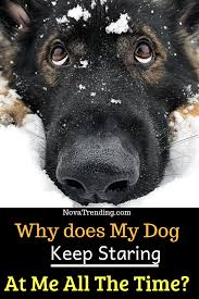 Why Is My Dog Staring At Me Dogs Dog Images Dog Lovers