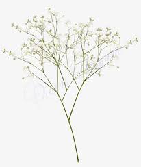 top images for baby breath flowers png white on picsunday baby breath png 1200x1388 png download pngkit baby breath flowers png white