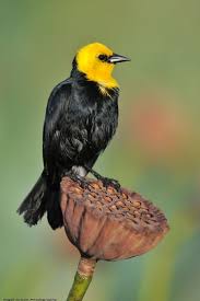 Bird With Light Brown Head And Black Body Yellow Headed Blackbird Photo By Photographer Nigel Cross Black Bird Pet Birds Pretty Birds