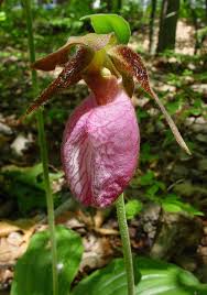 Image result for Rhipidoglossum pusillum