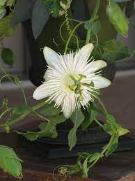 Pin On Fruits Flowers