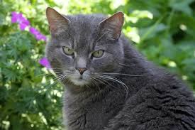 Cat repellents are intended as a harmless deterrent to keep cats at bay. Best Natural Cat Repellent Spray Get Natural Armor Today