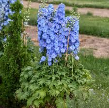 Image result for Delphinium leroyi