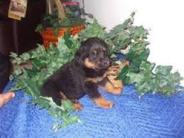 This page contains a list of all the rottweiler breeders in texas that have decided to list with us. Rottweiler Puppies In Texas