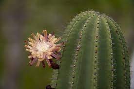 This sprawling cactus can be found in parts of the caribbean and central america in it's 'junglish' type of habitat. A Flowering Candelabra Cactus On San Cristobal Island Cactus Plants Cactus Succulents Garden