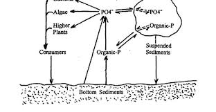 Understanding the p cycle can help producers make decisions regarding p management on the farm, both for farm profitability and protection of the environment. 6 Aquatic Phosphorus Cycle Correll 1998 Download Scientific Diagram