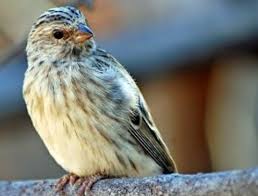 Prenjak yang berkelamin jantan memiliki suara nyaring dan merdu dibandingkan dengan burung prenjak betina. Mengenal Burung Sanger Beserta Makanan Harga Dan Suara