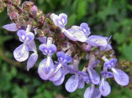 Image result for Coleus hadiensis