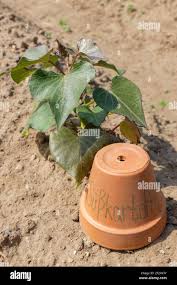 Image result for Ipomoea batatas pots