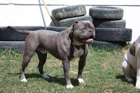 We did not find results for: Blue American Bulldogs Fotos Facebook