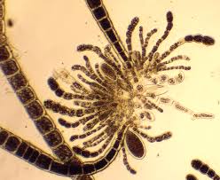 Image result for Ficalhoa