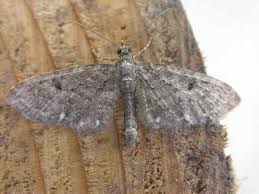 Image result for Eupithecia tripunctaria