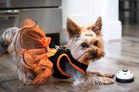 Shop.alwaysreview.com has been visited by 1m+ users in the past month 115 Best Yorkie Names For Your New Puppy By Kidadl