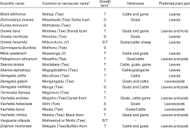 Image result for Searsia monticola