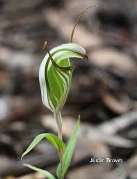 Image result for Microglossa