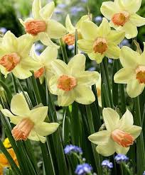 Narcissus Prototype Unusual Little Daffodil With Light Lemony Petals A Salmon Pink Cup Grows 10 14 Blooms Daffodil Bulbs Bulb Flowers Spring Flowers