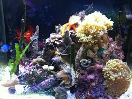 Check spelling or type a new query. Nano Reefs Do It Yourself Guide Crystal Clear Aquariums