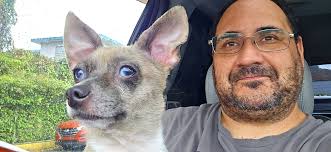 🤔? #chihuahuaaddict #chihuahuamex