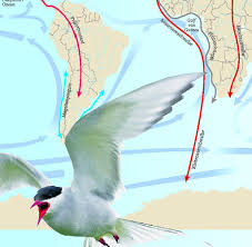 Andere sind bis in den november hinein bei uns zu beobachten. Mysterium Vogelzug Zugvogel Schlafen Womoglich Wahrend Sie Fliegen Welt