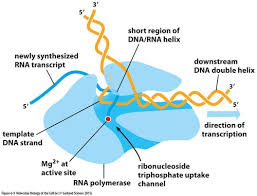 Dna structure worksheet answers inspirational dna structure and from dna replication worksheet answer key , source:ajihle.org. Qtc6ka5vd Ytjm