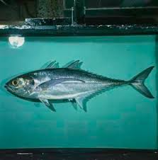 Image result for Cordyla