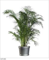 Maybe you would like to learn more about one of these? 9 Best Chamaedorea Cataractarum Cat Palm Ideas Plants House Plants Indoor Plants