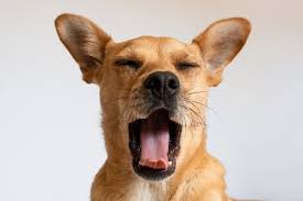 Image result for Yawning