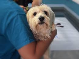 Cushing Syndrom Beim Hunde Hunde123 De