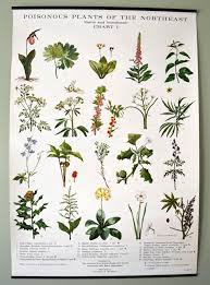 Images For Flowers Chart With Names In English Poisonous Plants Plants Flower Images