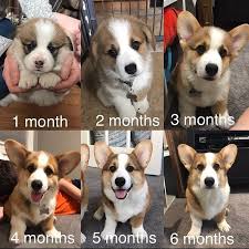 Daily Dose For Corgi Pawrent Tag Me If You Want To Be Featured Follow Us For More Pics Corgi Corgis Corgipuppy Corgil Corgi Poodle Corgi Dog Corgi