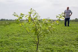 Abiu brazilian cherry breadfruit chico sapote jaboticaba jak fruit lemon lilikoi (vine) lime mamay sapote mango mulberry orange perennial. Conservation Benefits From Fruit Nut Trees Are Tops But There S Money In Them Too Harvest Public Media