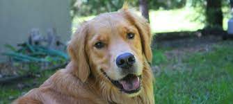 Maybe you would like to learn more about one of these? Brainerd Baxter Animal Shelter Heartland Animal Rescue Team Mn