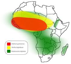 Image result for Dialium guineense